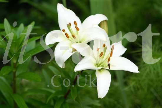 White Liley's Photo